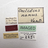Other: !! display not done !! on Oeclidius (Oeclidius) nanus Van Duzee, 1914: (Observation).