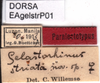 CollectionObject 1581430; 890f446b-b65b-4ef3-86f3-7123b2835f2d: labels (paralectotype of Gelastorhinus striatus). (CollectionObject).