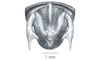 Eusitalces vittatus Bruner, 1911: Fig. 6C. male abdomen tip, dorsal view. (Otu).