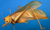 CollectionObject 1500497; 98ebb98f-90f3-4cf5-a007-171774d8c514, DORSA BTaraincHTM: male, lateral view (holotype). (CollectionObject).