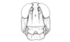 Hazelacris nigrovittatus Ronderos, 1981: Fig. 20. female, head, frontal view. (Otu).