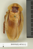 CollectionObject 1573117; dbe5b274-2c74-4bc8-a96f-834d638d8b63: Copyright Natural History Museum, London. Non-type (adult male) in BM(NH). Dorsal view. (CollectionObject).