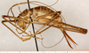 CollectionObject 1499608; 704e1b02-94b1-4f48-8dc9-bff357dfaa88: female, lateral view (allotype). (CollectionObject).