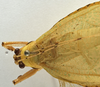 CollectionObject 1529734; 6ce18925-a8fb-4989-8352-ba52dc4f34f9: male, dorsal view(holotype). (CollectionObject).