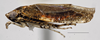 Habitus, lateral view: (Observation).