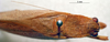 CollectionObject 1537325; 070e0881-c9f5-4127-9916-c5bb17ab4b06: male head and pronotum, dorsal view (holotype). (CollectionObject).