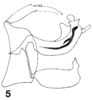 Aedeagus, lateral view on Anormenis tortricina (Germar, 1821): (Observation).
