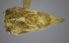 Habitus, dorsal view on Cyrtolobus celsus Van Duzee, 1916: (Observation).