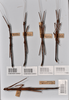 CollectionObject 1561182; ca722f59-5ae0-4d4f-8225-88a048e4085c: copyright NTUC. male, dorsal view (syntypes). (CollectionObject).;CollectionObject 1561183; 82a3663e-d3c8-40f6-994b-015a810d7a76: copyright NTUC. male, dorsal view (syntypes). (CollectionObject).