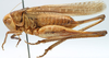 CollectionObject 1475703; 910432a5-8eb0-48a0-bdbc-a0be86a441af: male, lateral view (cotype of Platycleis iphigeniae). (CollectionObject).