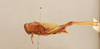 CollectionObject 1520283; 4e73a6d2-9164-4a7c-8957-5f649d090858: female, lateral view (holotype). (CollectionObject).