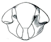 Head: !! display not done !! on Menosoma stonei Ball, 1931: Menosoma stonei, face. (Observation).