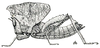 Xiphicera gallinacea (Fabricius, 1793): Fig. 25. female nymph (from Padang, Sumatra) (Acridium gallinaceum). (Otu).