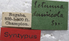 CollectionObject 1505670; 80b19f7b-2234-441b-b5cf-4b8ef106fc6d: labels (syntype). (CollectionObject).