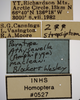 Other on Athysanella (Amphipyga) macleani Blocker & Wesley, 1985: Labels. (Observation).