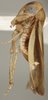 Habitus, lateral view on Balocha pseudomaculifrons Maldonado Capriles, 1970: Lateral. (Observation).