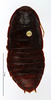CollectionObject 1587514; MNHN(SF IMPORT DUPLICATE) MNHN-EP-EP798, 5d3c65fe-2527-403a-87cd-923a2d742e83: CC BY-NC-ND 4.0/MNHN - Depraetere Marion - 2014. Paratype, female, of kyebangensis Grandcolas, 2001. Specimen number: MNHN-EP-EP798. http://coldb.mnhn.fr/catalognumber/mnhn/ep/ep798. (CollectionObject).