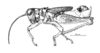 Barypygiacris hodeberti Descamps, 1979: Fig. 108. male, habitus. (Otu).
