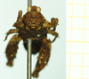 CollectionObject 1585788; be08970f-d324-4d1b-90f0-4c61311952f7: male, frontal view (paralectotype). (CollectionObject).