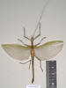 CollectionObject 1562259; 254d0a21-a3c9-48b5-b63c-04fff24f039f: copyright Natural History Museum, London. female of Phasma tithonus (synytpe). (CollectionObject).