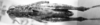 CollectionObject 1565814; 2b0a4d5e-1b52-46ff-bb6c-131688c9651c: Image Carbonell, C.S. female, dorsal view (allotype). (CollectionObject).