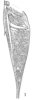 Liotrachela megastyla Ingrisch, 2002: (after holotype). male, stridulatory area of left tegmen. (Otu).