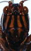 Cocconotus (Cocconotus) wheeleri Hebard, 1927: female head, frontal view (allotype). (Otu).