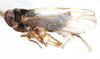 Habitus, lateral view on Delphacodes audrasi Ribaut, 1954 now Delphacodes mulsanti (Fieber, 1866): (Observation).