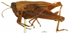 male, lateral view (syntype). Depicts CollectionObject 1578175; OUM 735 3/4, 0bcfa692-5174-4680-b729-a9b0cc56c50d, a CollectionObject.