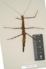 CollectionObject 1562109; NHMUK(SF IMPORT DUPLICATE) 844567, 373952ad-9694-4b07-a526-0d826aa0dc25: copyright Natural History Museum, London. female (holotype). (CollectionObject).