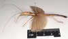 CollectionObject 1557056; a5922607-3adb-4ec4-9f31-7a4459a8d2e8: copyright Natural History Museum, London. male, lateral view (holotype). (CollectionObject).