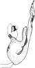 Aedeagus, lateral view on Allotapes nigrifacies Emeljanov, 1964: Aedeagus, lateral view. (Observation).
