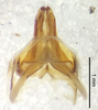 CollectionObject 1523704; 6421faa9-6fd3-46c3-a081-aed7a65a9355, ANSPType no. 5433: male genitalia, dorsal view (holotype). (CollectionObject).