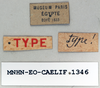 CollectionObject 1572724; c95942e0-3c29-4f32-af9c-879d442420d4: male, labels (syntype of Ommexecha lugubris). (CollectionObject).