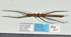 CollectionObject 1598200; 16fdc220-32bd-4681-bc86-73e7bbcce74e, QM T246610: copyright QM. male, dorsal view (paratype). (CollectionObject).