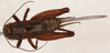 female, dorsal view (allotype). Depicts CollectionObject 1499583; bb19061f-7210-4776-ae90-2e0e40295ec8, a CollectionObject.