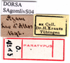CollectionObject 1575545; 79669ff7-6a39-4ef7-95f5-bd0abad818a4: labels (syntype of Gomphocerus livoni). (CollectionObject).