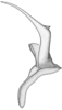 Stylus: !! display not done !! on Doratura stylata (Boheman, 1847): from Spain, dorsal view. (Observation).
