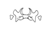 Balachowskyacris cerciata Descamps & Amédégnato, 1972: Fig. 145. epiphallus, dorsal view. (Otu).