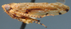 Habitus, lateral view: Mexicananus levis, holotype, laterally (OSUC). (Observation).