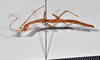 CollectionObject 1559851; a19eb260-1d37-40ef-b547-e1b1d39f104b: copyright NTUC. male juv., lateral view (syntype). (CollectionObject).;CollectionObject 1559852; 4f342293-8e32-43c8-aabd-67b5d43b4610: copyright NTUC. male juv., lateral view (syntype). (CollectionObject).