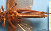 CollectionObject 1538331; 77841592-5735-4939-9a26-b832bbf64bab: female, ventral view (holotype). (CollectionObject).