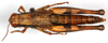 female, dorsal view (allotype). Depicts CollectionObject 1499602; 7cadbfbb-0d66-42e0-a450-0da9c1897fff, a CollectionObject.