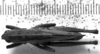 CollectionObject 1535592; 6f17b984-ac79-49f8-9d18-273239104a3c: Image Carbonell, C.S. male, dorsal view (holotype of Securigera acutangula). (CollectionObject).