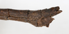 CollectionObject 1560414; fd053052-1efb-4970-be40-8e878404e646: copyright MHNG Geneva. male: end of abdomen, lateral view (holotype). (CollectionObject).
