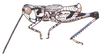 Aulocara brevipenne Bruner, 1905: male. (Otu).