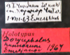 Other: !! display not done !! on Dorycephalus hunnorum Emeljanov, 1964: (Observation).