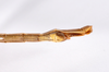 CollectionObject 1559355; 0193261d-2bb4-4e99-8f68-b498bec60f92: copyright ZMHB, Berlin. male: end of abdomen, ventral view (holotype). (CollectionObject).