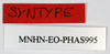 CollectionObject 1558996; 23547695-4904-470f-9954-8177fc9b0e11: copyright MNHN, Paris. male labels (syntype). (CollectionObject).;CollectionObject 1558997; 7c170d9e-8691-41a3-8e1f-ccbe90aaa394: copyright MNHN, Paris. male labels (syntype). (CollectionObject).