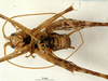 male, ventral view. Depicts CollectionObject 1564363; 59726de2-3d04-4feb-984d-9e18607c83cc, a CollectionObject.